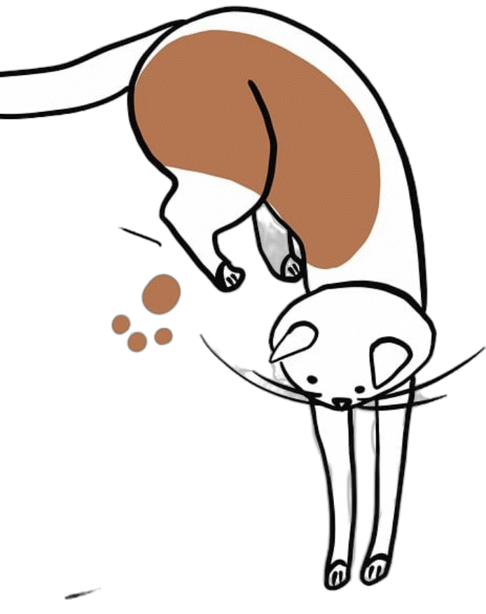 猫咪下落