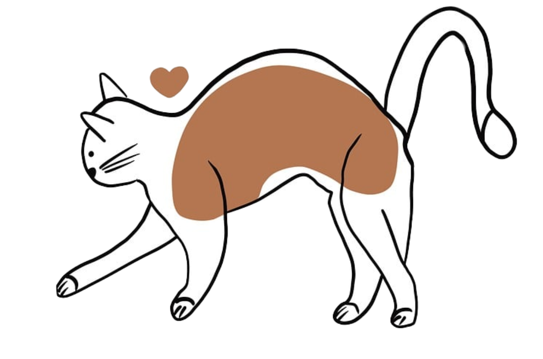 猫咪